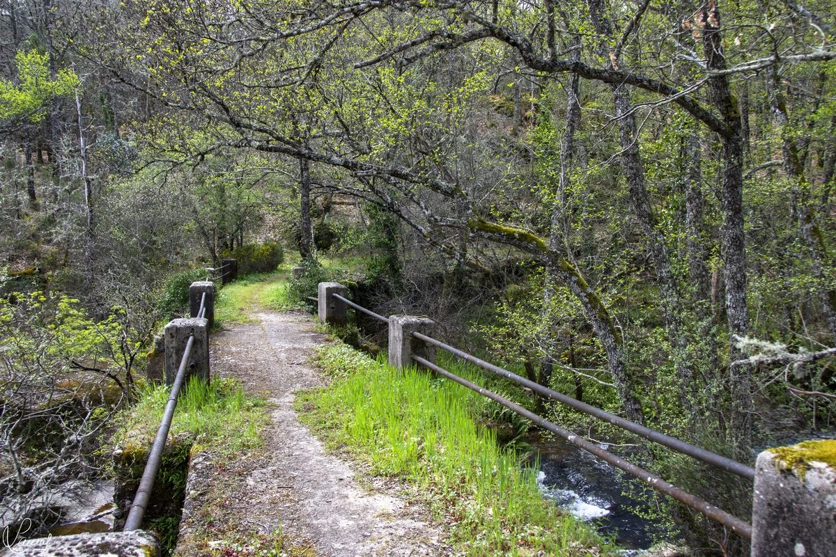 Sendero entre árboles y muros de piedra